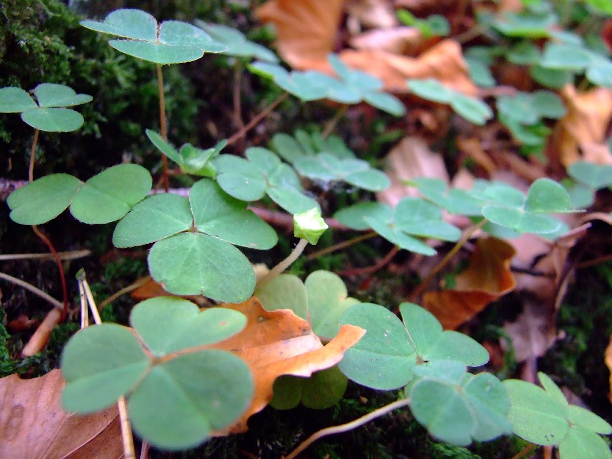 Wood Sorrel