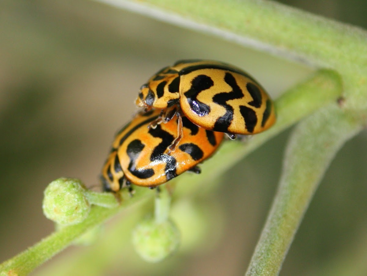 Southern ladybird beetle