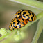 Southern ladybird beetle