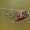 Pear-shaped Leucauge Spider