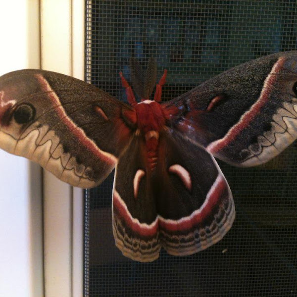 Examples of living organisms | Project Noah