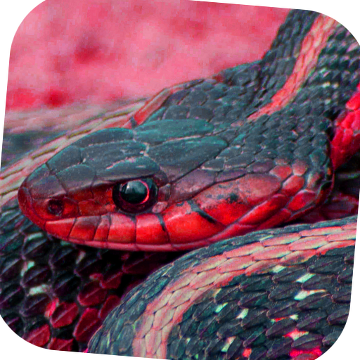 【免費個人化App】Snake Vision Camera Simulator-APP點子