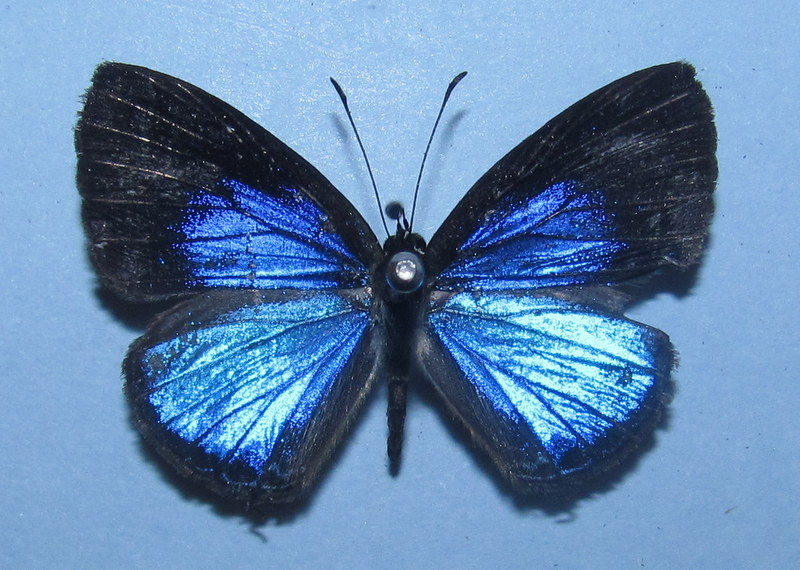Dark Cerulean (Male)