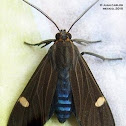 Heber Moth