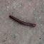 red millipede