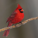 Nothern cardinal