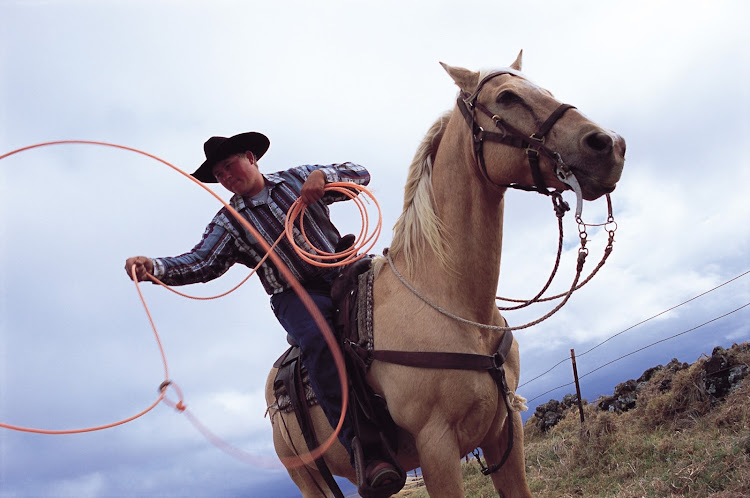 Gaucho? Close. A demonstration of skillful roping by a paniolo on horseback at Waimea on the Big Island of Hawaii. 