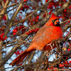 Cardinal Male and Female (winter plumage)