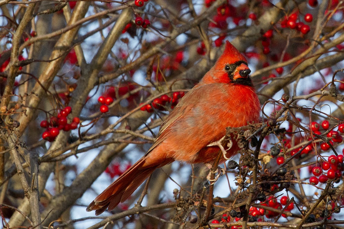 Cardinal Male and Female (winter plumage)