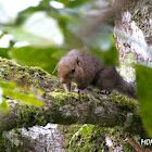 Common Tree shrew