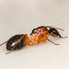 Queen sugar ant