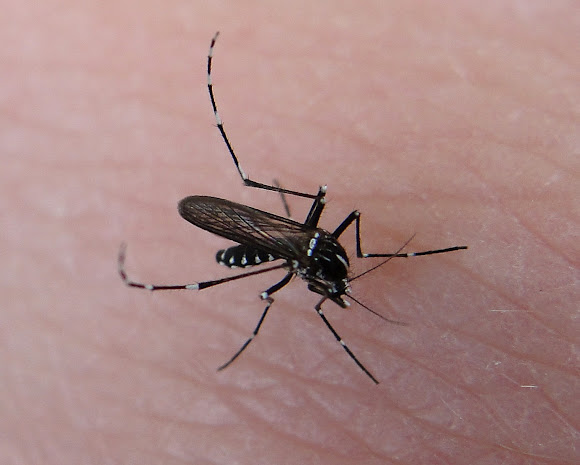 Asian Tiger Mosquito | Project Noah