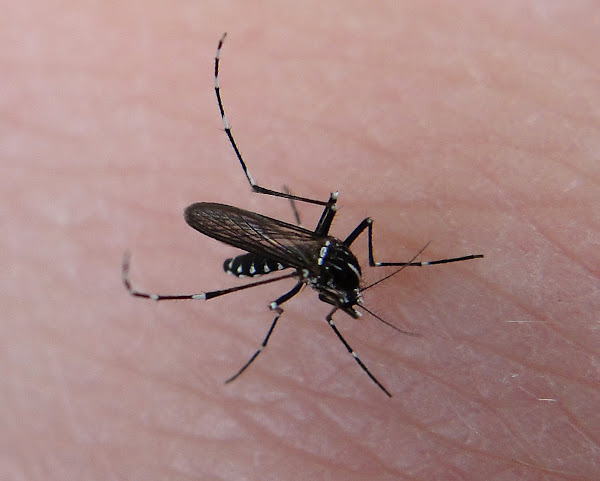 Asian Tiger Mosquito | Project Noah