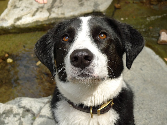 Border Collie Labrador Mix | Project Noah