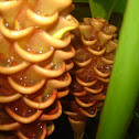 beehive ginger