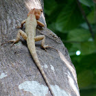 Oriental garden lizard