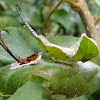 Puss moth caterpillar (4th instar, early)