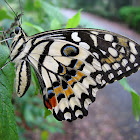 Lime Swallowtail Butterfly