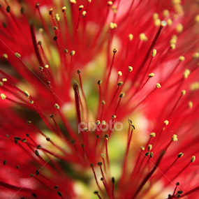 Paixão by Breno Teixeira - Flowers Single Flower