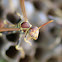 Small Wasp