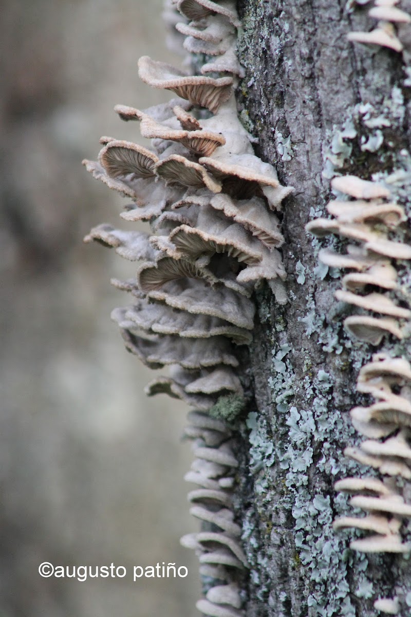 Hongo - Fungi