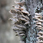 Hongo - Fungi