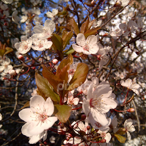 Almond by Athena Kapsokavadi - Flowers Tree Blossoms