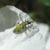 Thick-Legged Flower Beetle