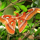Kupu-Kupu Barong or Atlas moth