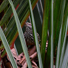 Banded-backed Wren