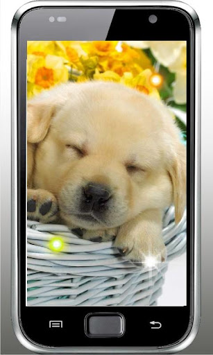 Cute Puppy Best live wallpaper