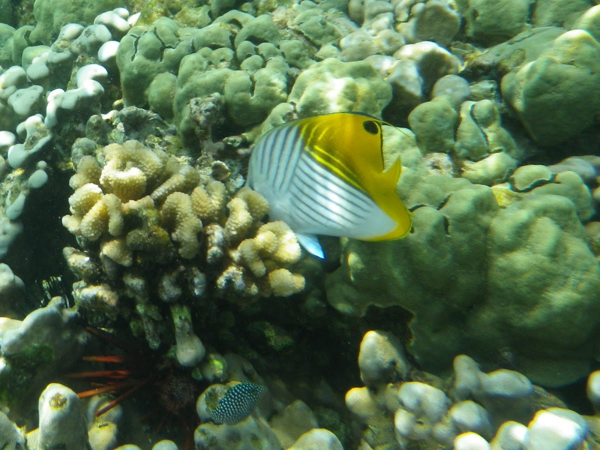 Threadfin Butterflyfish (kikakapu)