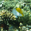 Threadfin Butterflyfish (kikakapu)