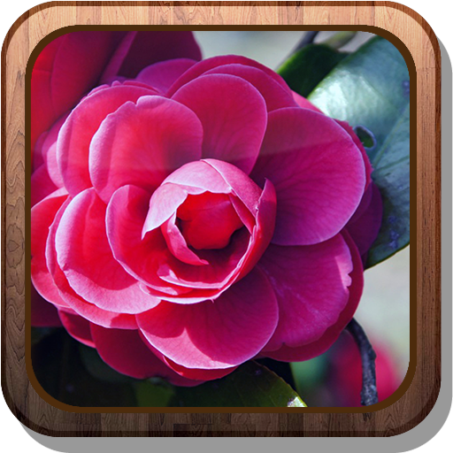 Camellia HD Live Wallpaper 個人化 App LOGO-APP開箱王
