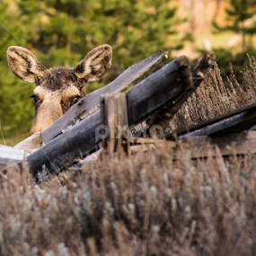 Peek-a-Boo Moose by RaeLynn Petrovich - Animals Other Mammals