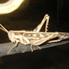 Common Grasshopper