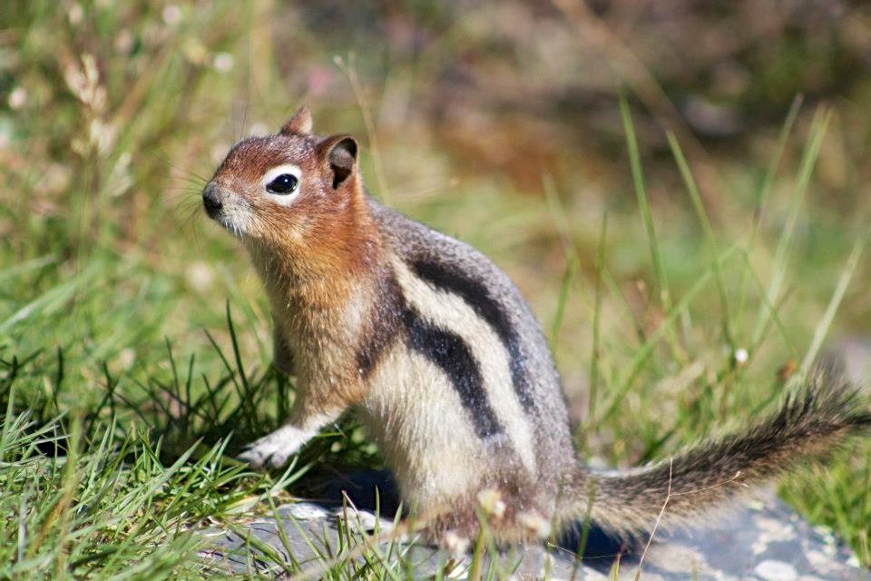 Golden-Mantled Ground Squirrel