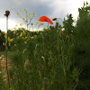 Field poppy/Poljski mak