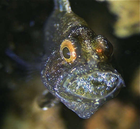 Coral Cardinal Fish brooding Eggs | Project Noah