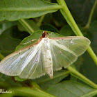 Four-spotted Palpita