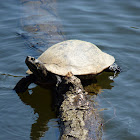 Eastern River Cooter