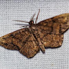 Hypagyrtis Moth