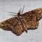Hypagyrtis Moth