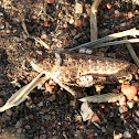 Toad Grasshopper