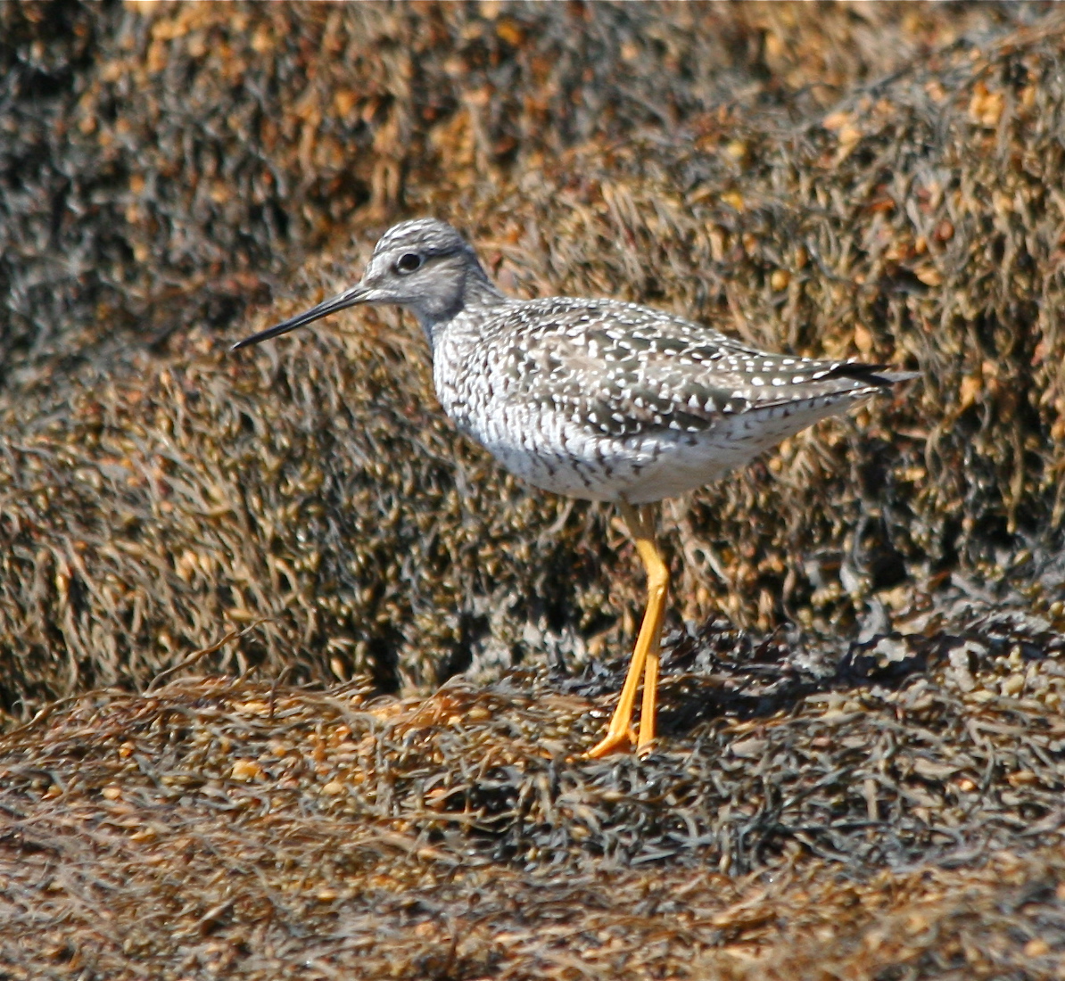 Greater Yellowlegs