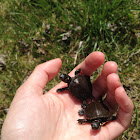 Baby Painted Turtle