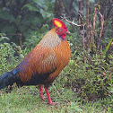 Sri Lanka Junglefowl