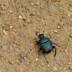 small dung beetle