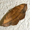 Ennominae Moth