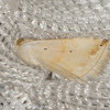Limed Moth